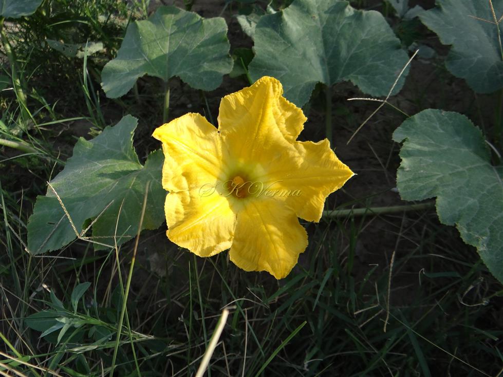  Male flower